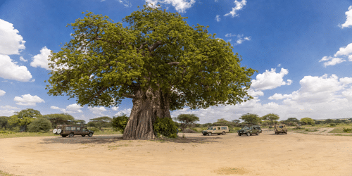 African Safari Guide