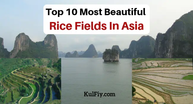 Beautiful Rice Fields In Asia