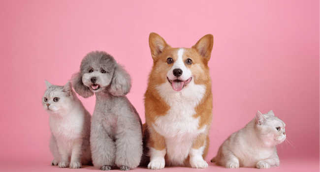 Best Pet Friendly Resorts in Mexico