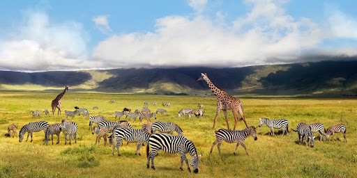 Best Safari Destination