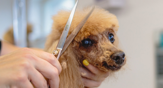 Better Pair of Dog Grooming Scissors