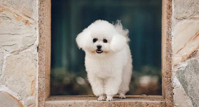 Bichon Frise Breed