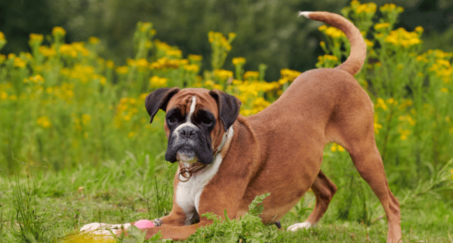 Buyer's Guide to Healthy Dog Training Treats