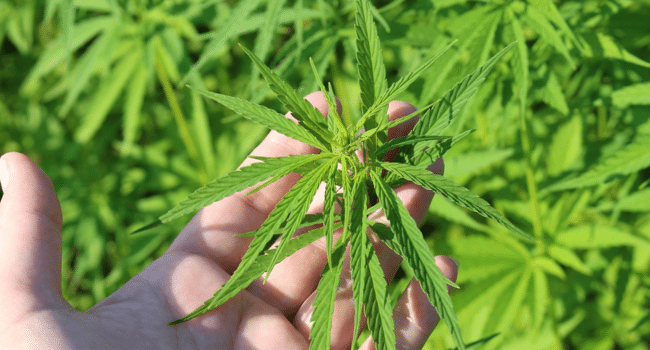 Cannabis Access