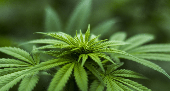 Cannabis Strains