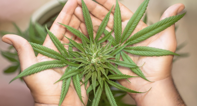 Cannabis for Cluster Headaches