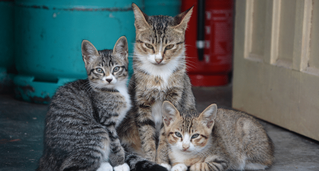 Cats Don’t Get Sick