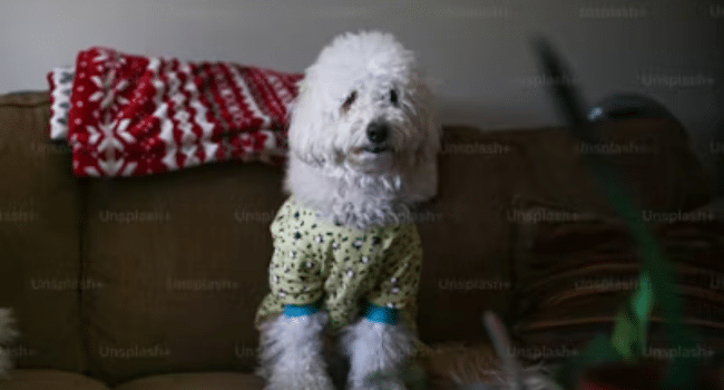 Christmas Pyjamas for Pets