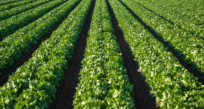 Clean Farm