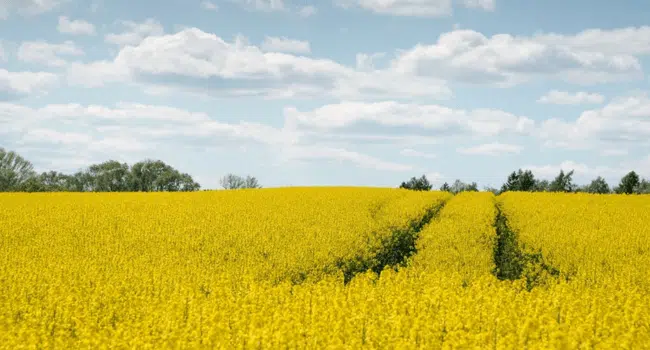 Crop Rotation