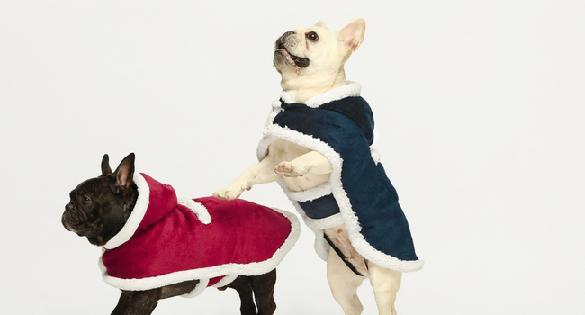 Custom French Bulldog Outfits