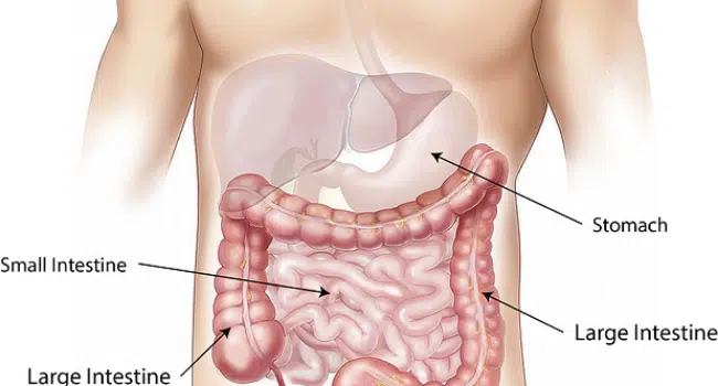 Digestive Tract