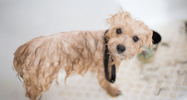 Dog Groomed