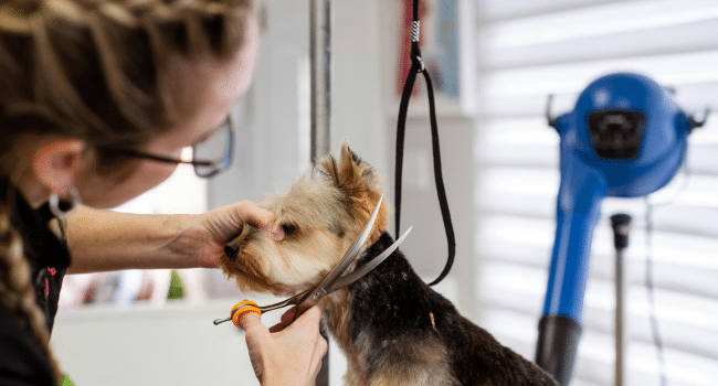 Dog Groomers Insurance