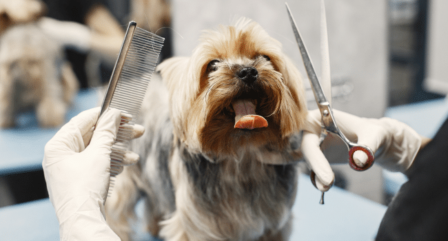 Dog Grooming Scissors