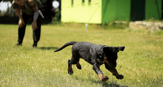 Doggy Training