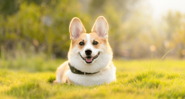 Dog’s First Impression