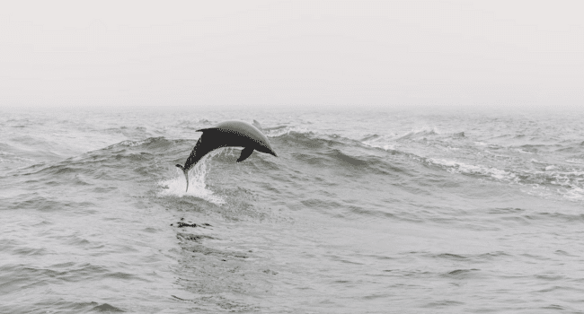 Dolphin Cruise