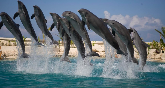 Dolphin Discovery Cozumel