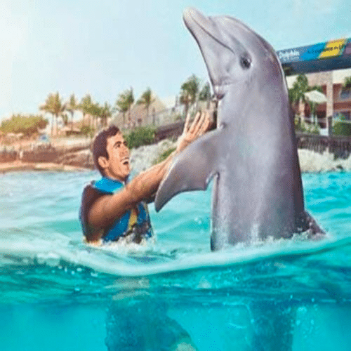 Dolphin Discovery Isla Mujeres all-inclusive adventure with dolphin interaction in Caribbean waters