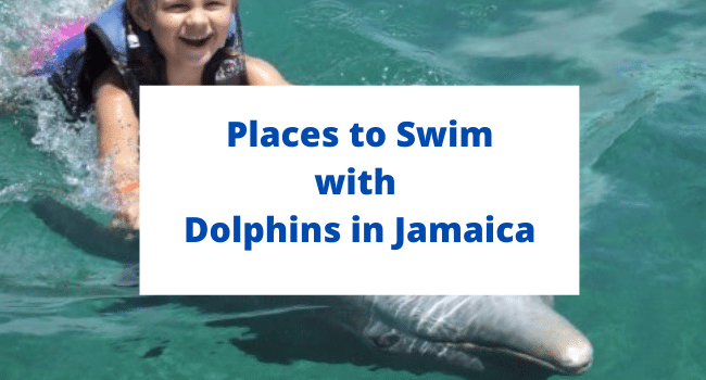Dolphins in Jamaica