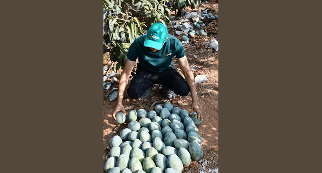 Egyptian Fresh Produce Reaches Global Markets