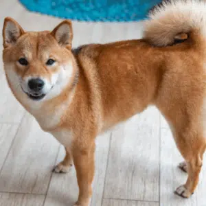 Elon Musk Dog Floki Elon Musk Dog Floki