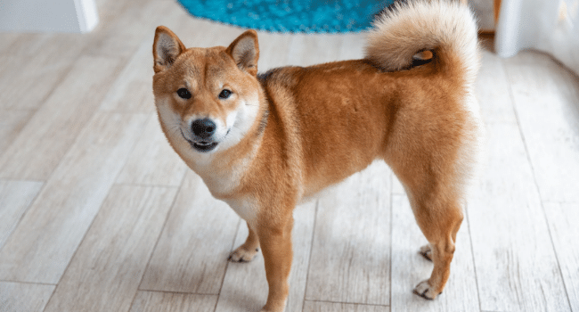 Elon Musk dog