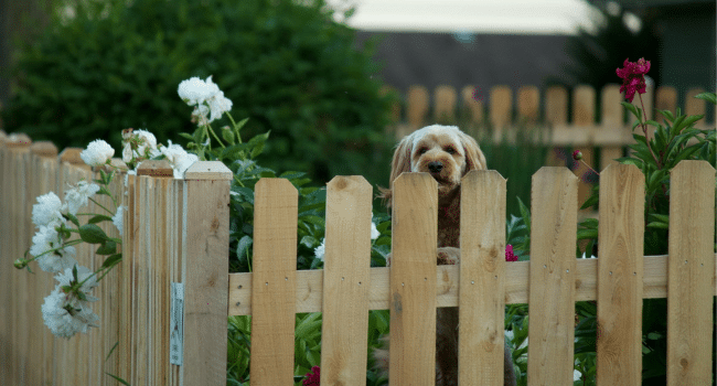 Fence