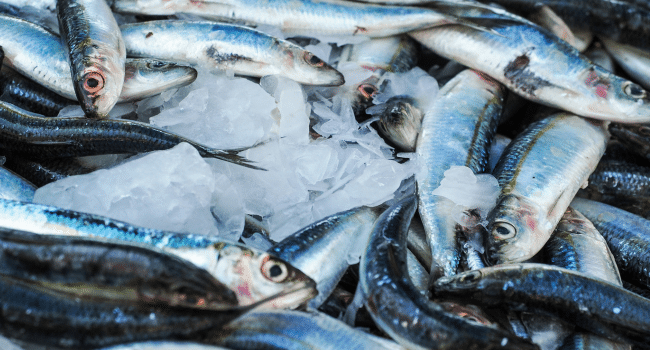 Fish Spawning