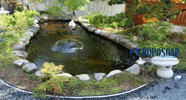 Garden pond designs