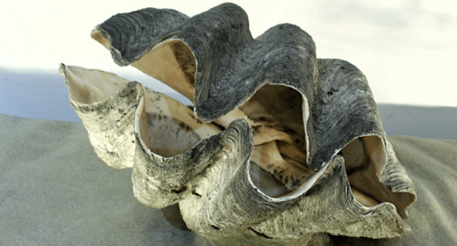 Giant Clams