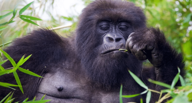 Gorilla Tour