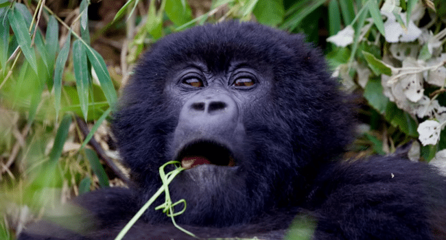Gorilla Trekking Feels So Special