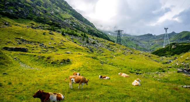 Grazing Areas