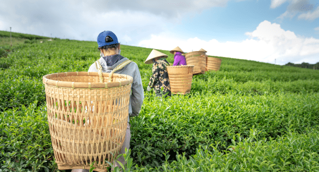 Harvesting Process