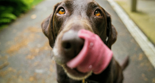 High-Quality Ingredients in Your Dog's Food