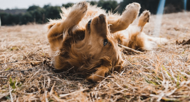 Identifying and Choosing High-Quality Ingredients When Shopping for Dog Food