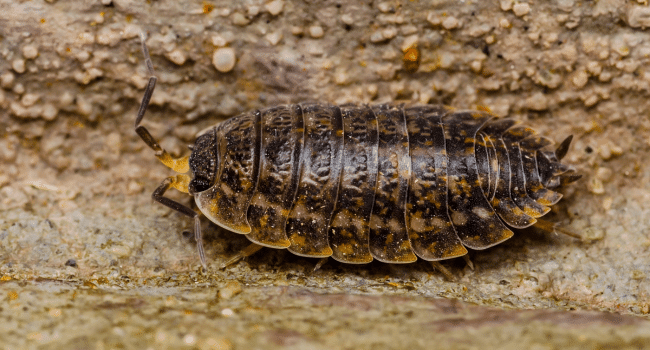 Isopods In The UK