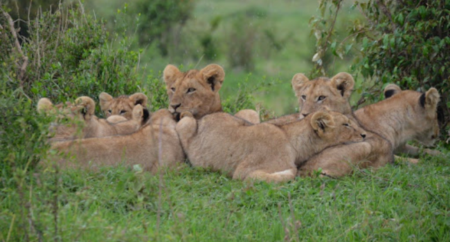 Kenya's Stunning Wildlife