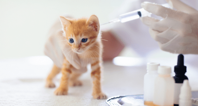 Kitten Vaccination