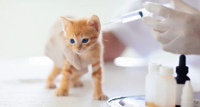 Kitten Vaccination