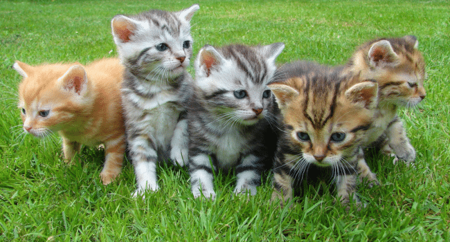 Kittens & Cats