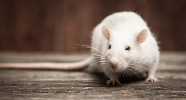 Mice and Rats