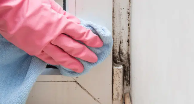 Mold Removal