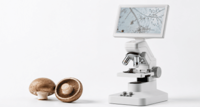 Mushroom Spores