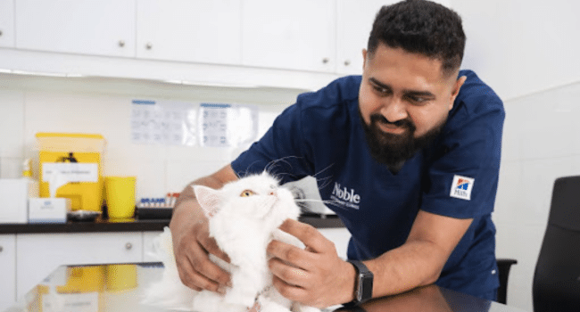 Neutering Your Cat