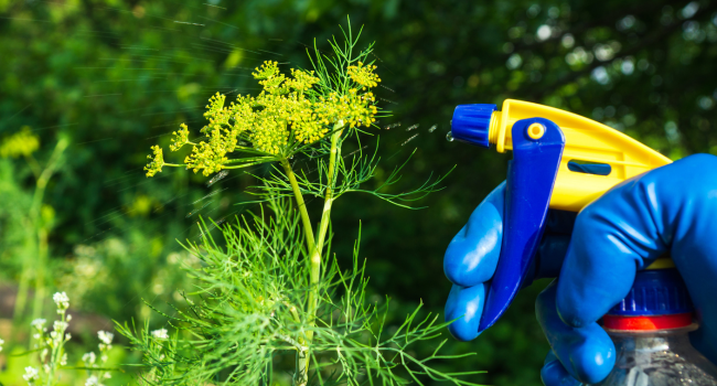 Pest Problems in Philadelphia Rowhomes
