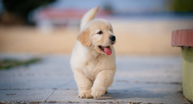 Pet supply routine