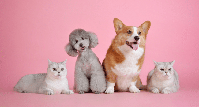 Pet